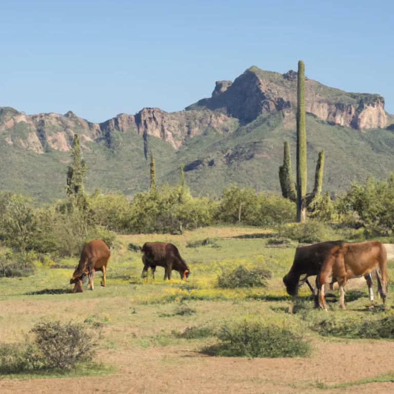 BeddingDiningPhoenix Arizona